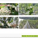 푸르매농장 이미지