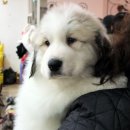 세라네