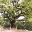 마치무릉도원 이미지