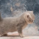 로얄도그 이미지