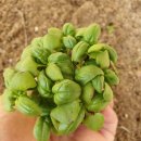 계성농장 | 주말농장 텃밭가꾸기 - 텃밭모종 구입하러 가기전 꼭 확인 할 10가지