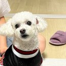 모찌펫살롱 이미지