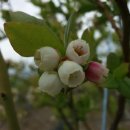 김경래 농장 이미지