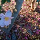 중산간동로 이미지