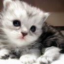 멍이와 양이 이미지