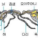 바퀴벌레,개미 확실히 퇴치하는 법 이미지