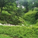 데미샘꿈그린 이미지