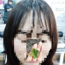 자르세헤어 이미지