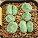 세레베럼 PVB10043 이미지