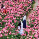 장미의거리4 이미지