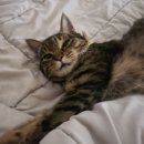 포포즈 반려동물장례식장 화성점 이미지