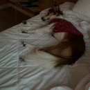 솔까치펜션 | [가평] 25.11.15-16 가평(애견 동반 펜션, 애견 동반식당, 애견 동반 카페), 남양주 애견 동반 카페