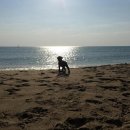 패밀리애견 이미지