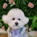 그루밍140 이미지