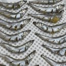 pit a pet (핏어펫) 이미지