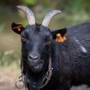 야산염소 이미지