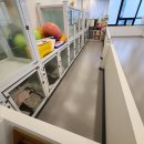 개바라기 이미지