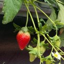 경남농장 이미지