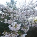 수봉공원 벚꽃 이미지