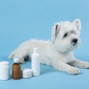 조이동물의료센터 이미지