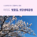 윤중중학교 | 서울 벚꽃 명소 - 여의도 여의동로, 여의서로 벚꽃길, 샛강생태공원 다녀온 후기