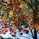 자연의 미학 이미지