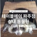 디저트39 파주야당점 | 파주 실내동물원 테이블에이 후기｜아이와 가기 좋은 체험형 동물카페 추천