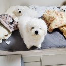 도그샤워 이미지