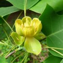 꽃과나무 이미지