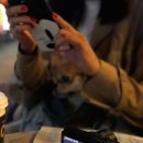 미쓰박 펫 살롱 이미지