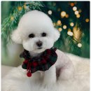 도그 살롱초코 이미지