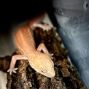 더렙컴퍼니