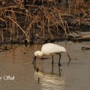 (신)바다이야기 이미지