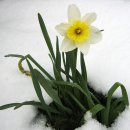 Seven Daffodils 이미지