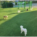 난다몽 일산애견유치원&호텔 | 일산애견유치원 우리 아이의 하루를 책임지는 즐거운 장소, 댕봄 후기