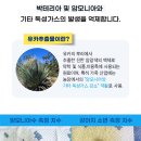 배변패드 추천 <레이지독 컴퍼터블 패드> 후기