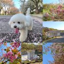 컴포즈커피경희대국제캠퍼스기숙사점 | 수원 경희대 국제캠퍼스 노천극장 벚꽃 엔딩 & 겹벚꽃 개화현황