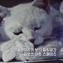 서울 미디어아트 전시 칼로스 아트 스페이스 전시회 내돈내산 후기 주차 양재 카페거리 데이트