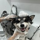 뽀송뽀송 강아지미용실 이미지