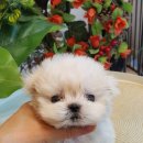 라네쥬 독(Laneige.dog) 이미지