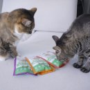 스마트펫몰 | 고양이 구강관리 간식 추천｜기호성 미친 덴티치카 덴탈트릿