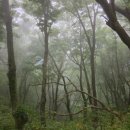 도화모텔 | 3박4일 울릉도 여행 - 3일차 성인봉등산/나리분지/천부해중전망대/교동반점/카페울라/태하관광모노레일...