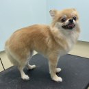 왈로하그루밍 이미지