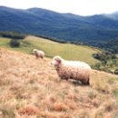 관동목장 이미지