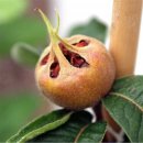 오늘의 탄생화 (11월 1일) 서양모과 (Medlar) 이미지