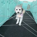 꼬리흔들 유치원 이미지