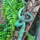 파충류샵KKZOO
