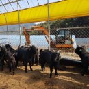 사방염소농장 이미지