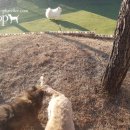 Tophandler 이미지