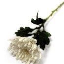 봉암동303 이미지